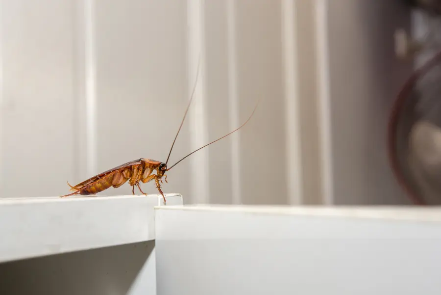 cockroach-control Cockroach on top of a cabinet in an Orlando home