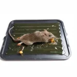 A mouse caught on a sticky glue board trap on a white background, representing one method homeowners consider when searching for the best way to get rid of mice.