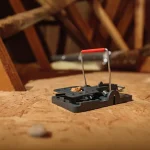 A modern plastic snap trap baited with food set on a wooden attic floor, highlighting the pest control debate of rodent baits vs snap traps.