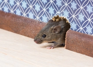 Rodent  Learning Center